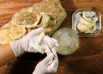 Jinyi Borneo Harvest